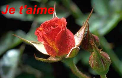 je t'aime
